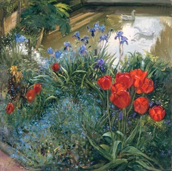 Rote Tulpen und Gänse